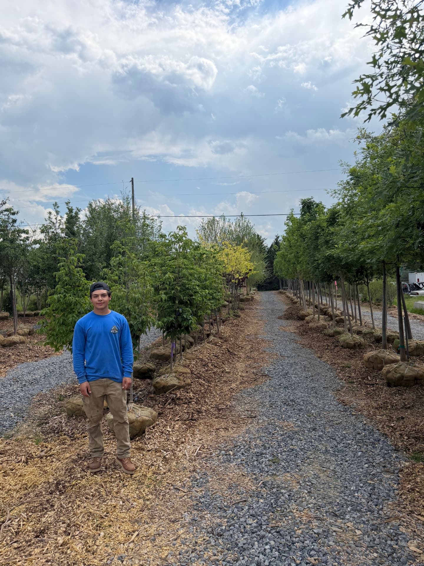 Rows of mature nursery trees available for customer pick up