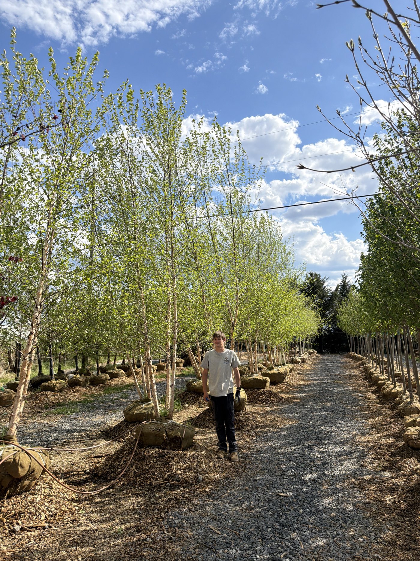 Rows of field-grown river birch trees balled and burlapped along a nursery lane