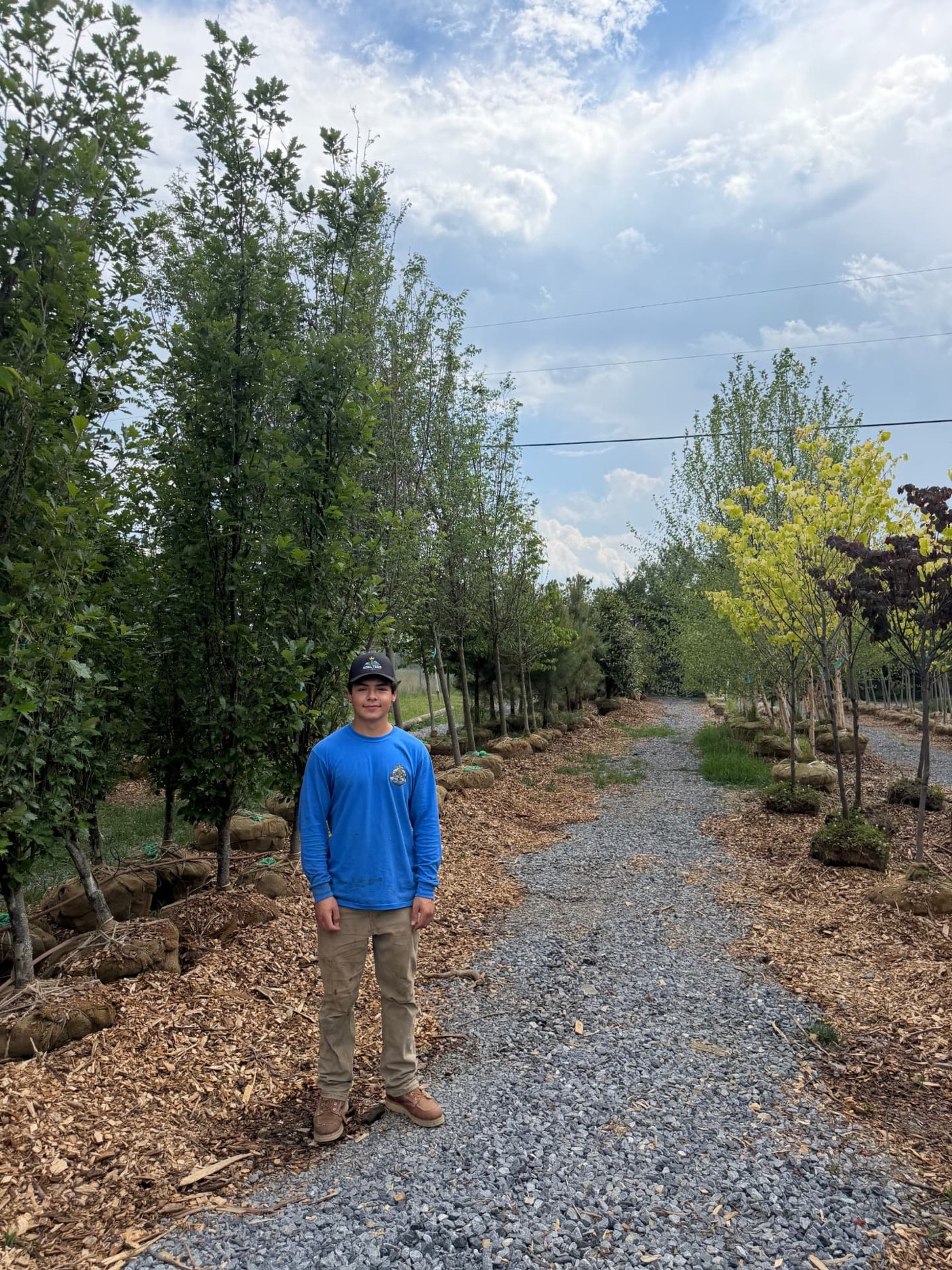 Nursery rows of mature shade trees at Royal Trees & Nursery