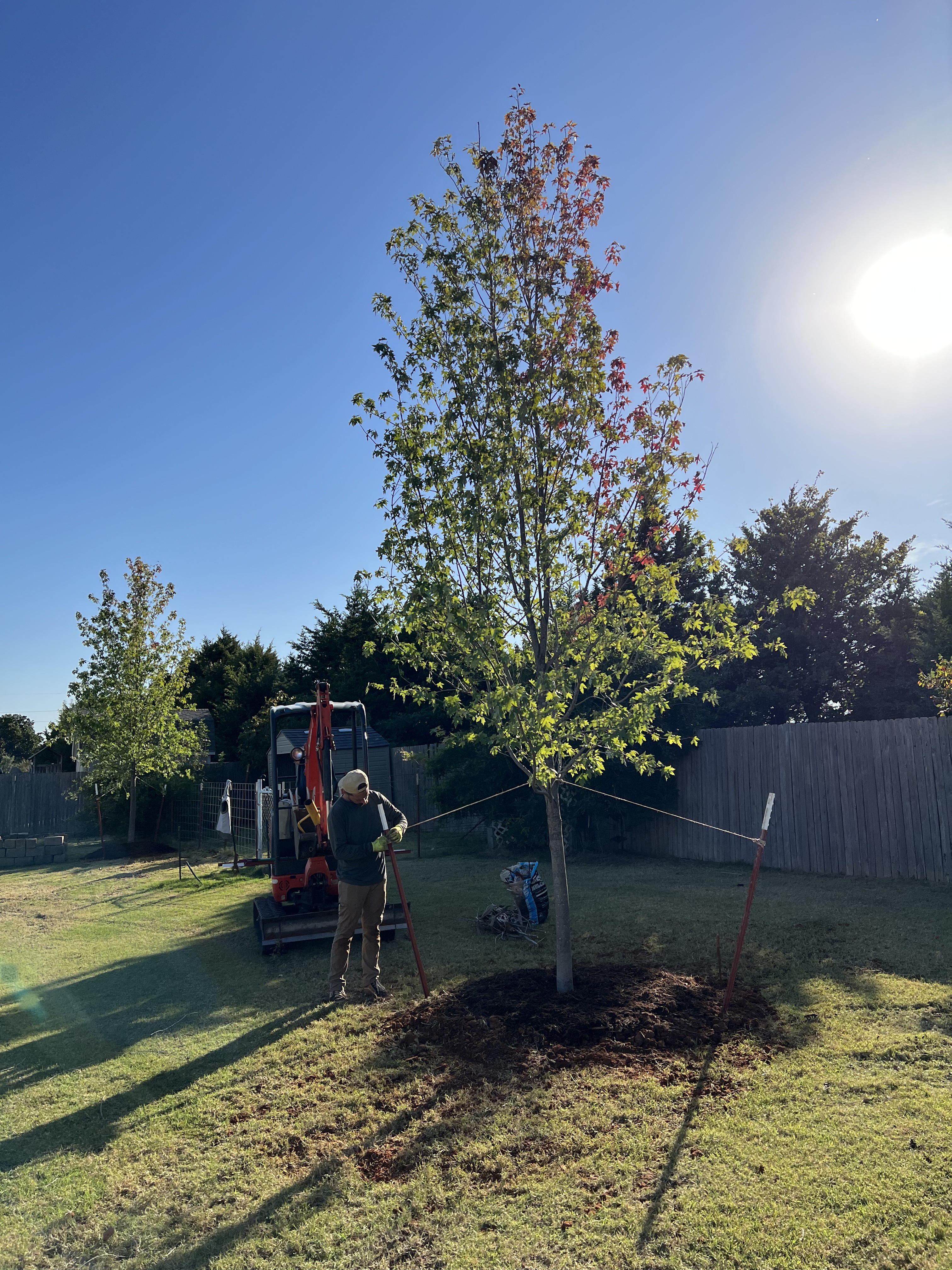 Newly delivered and installed shade tree staked and mulched on site