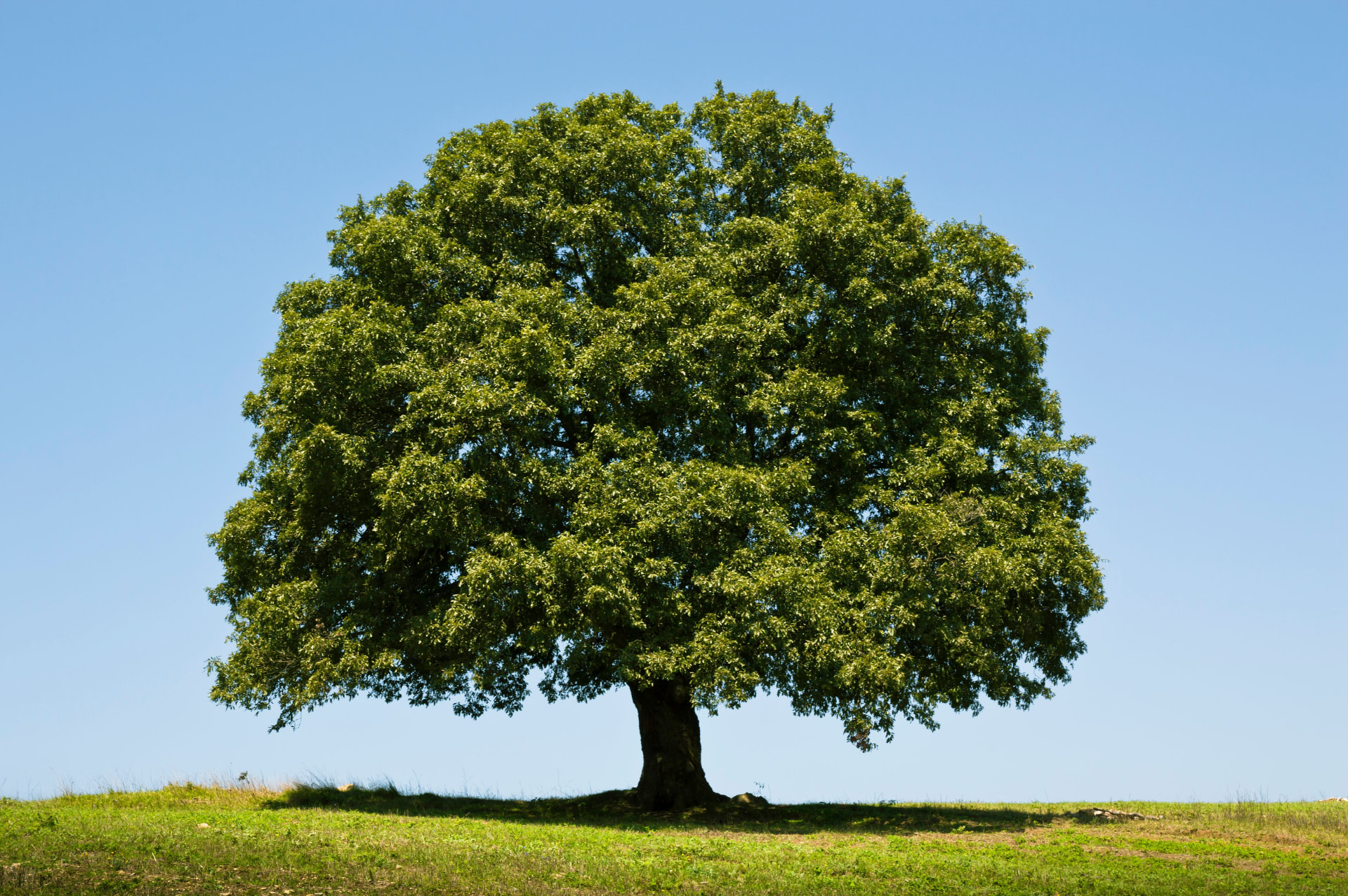 Large shade tree in a nursery setting with a person nearby for scale