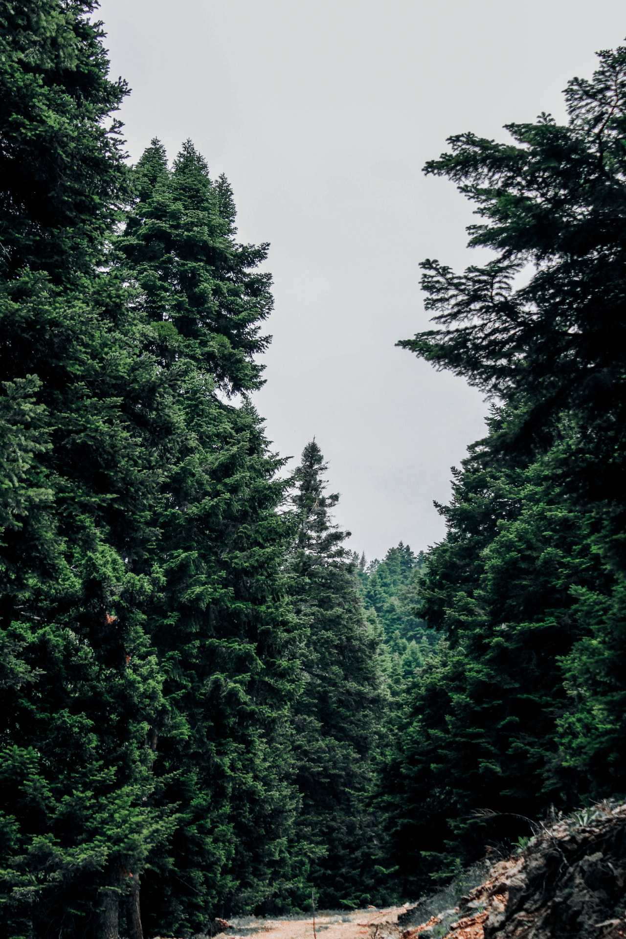 Row of tall Green Giant Arborvitae trees forming a dense privacy screen