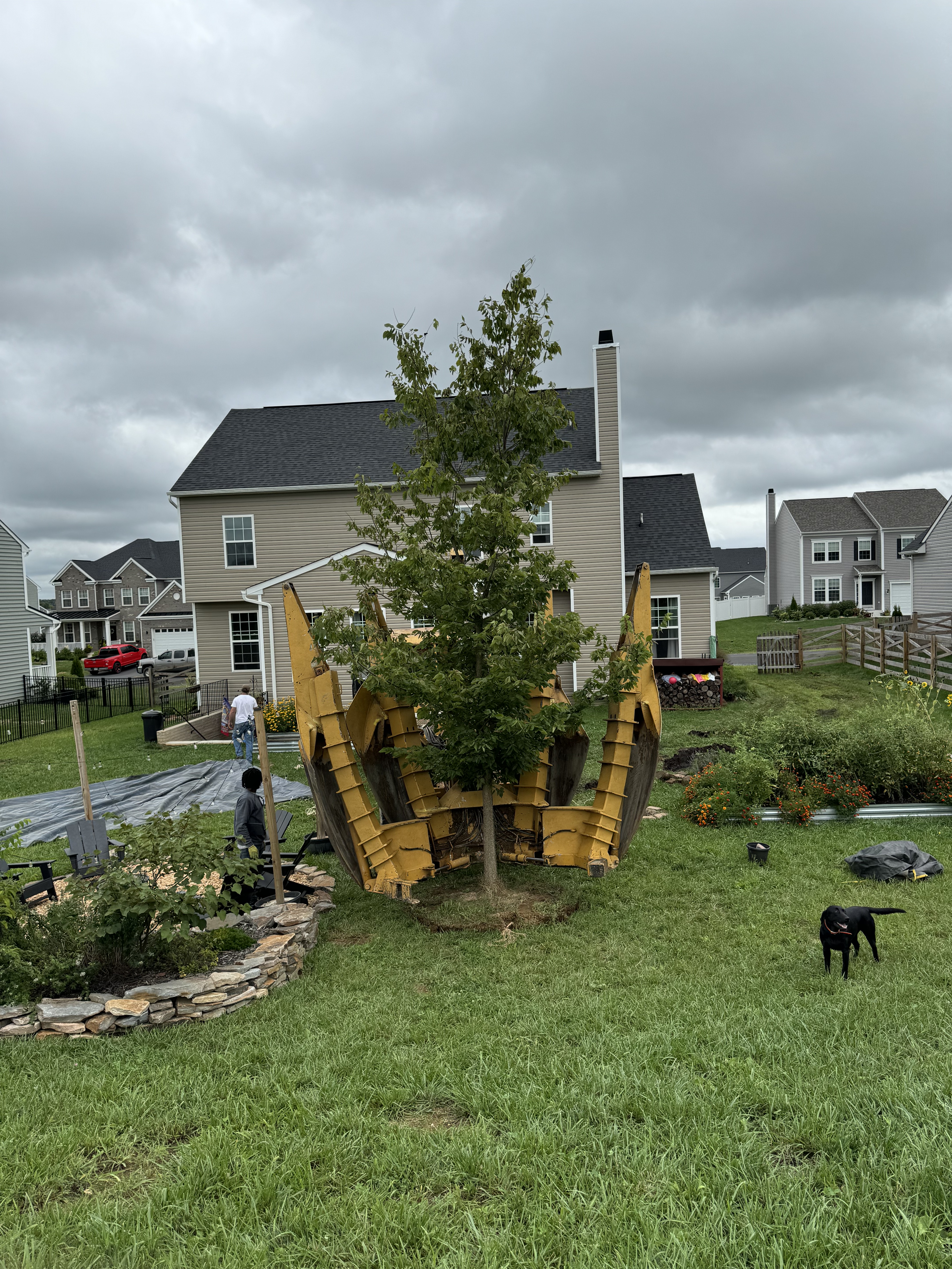 Mature tree relocation using a truck-mounted tree spade