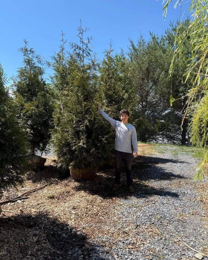 Green Giant arborvitae taller than the crew member beside it