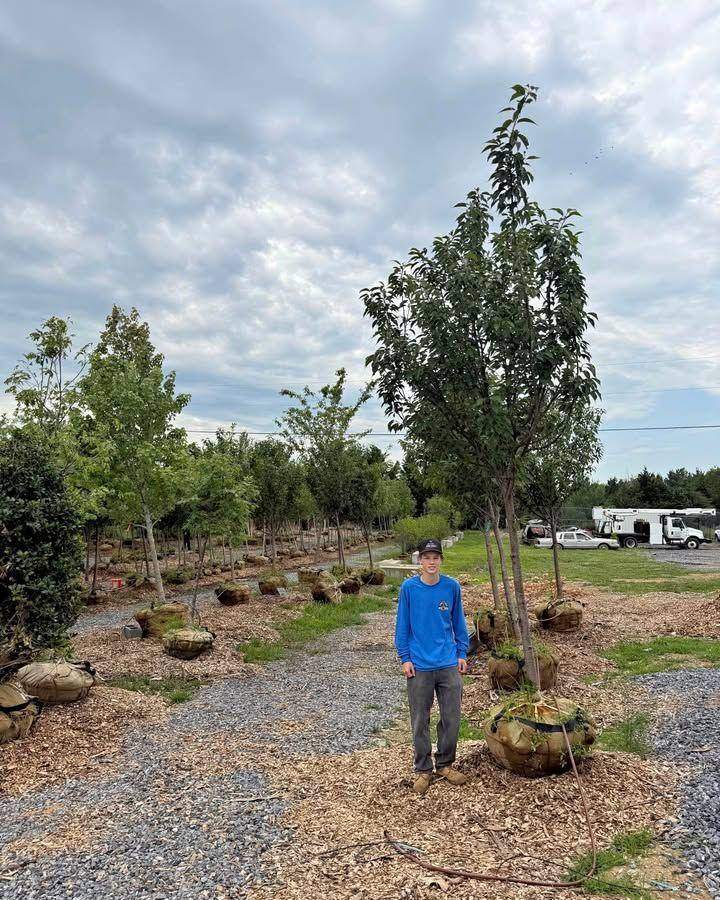 Kwanzan cherry tree in the nursery