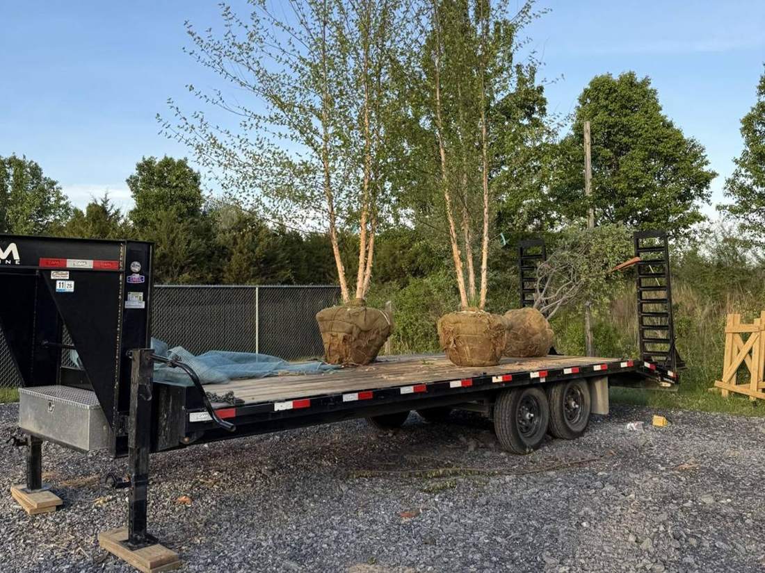Two large multi-stem birch trees strapped on a flatbed trailer, ready for delivery